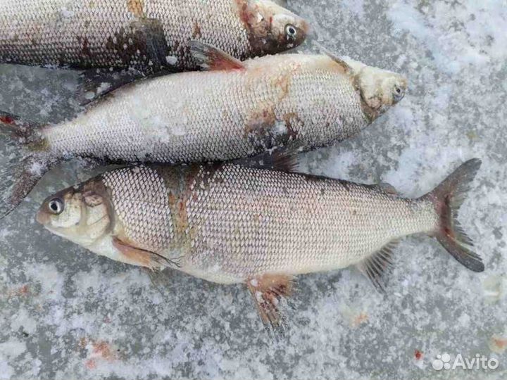 Щекур свежего улова