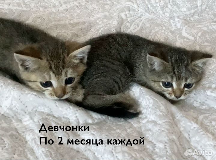 Котята табби
