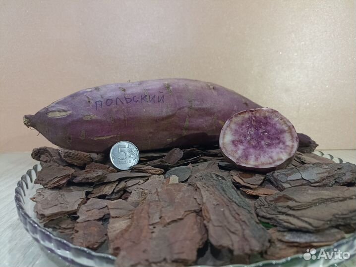 Рассада батата