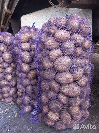 Продам картофель