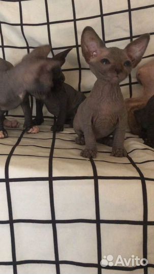 Канадский сфинкс