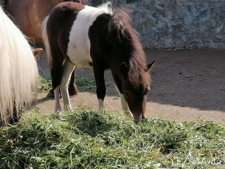 Шетлендские пони