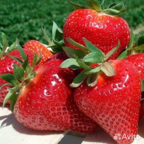 Клубника ремонтантная