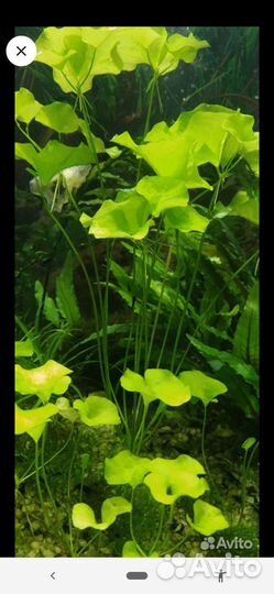 Аквариумные растения прополка