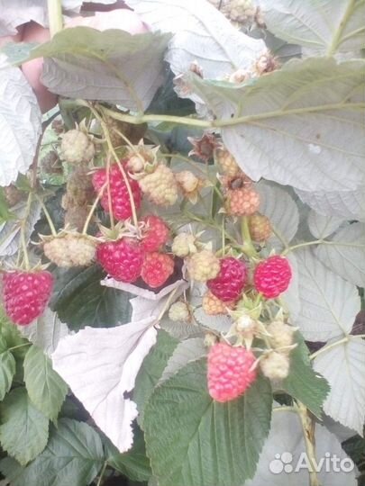 Малина ремонтантная