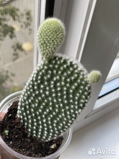 Кактус опунция