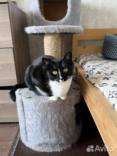 Кошка одна в квартире