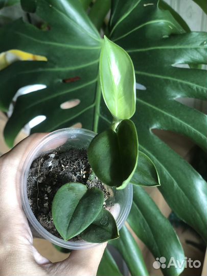 Scindapsus Treubii Moonlight