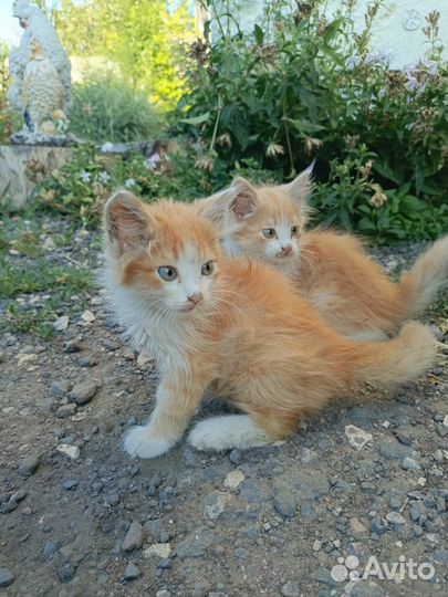 Котята в добрые руки мальчики