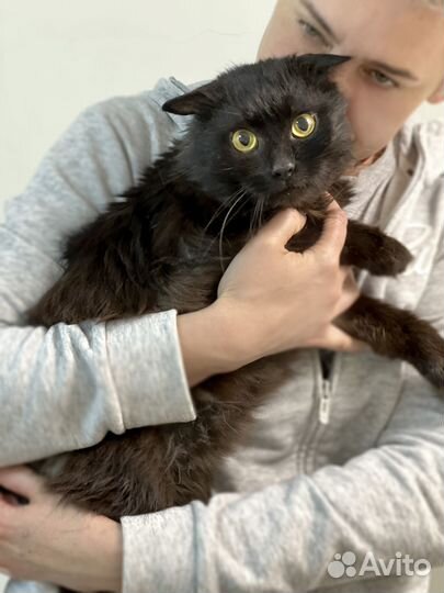 Вислоухий черный котик в дар