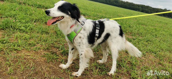 Собака метис бордер колли девочка в добрые руки