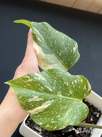 Тайское созвездие монстера