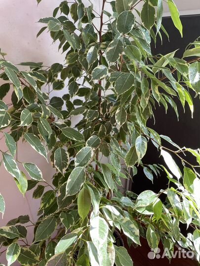 Фикус бенджамина