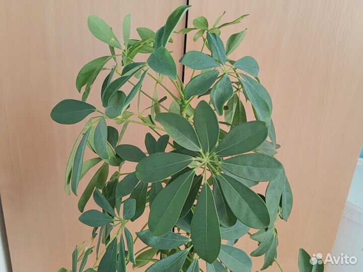 Комнатные растения