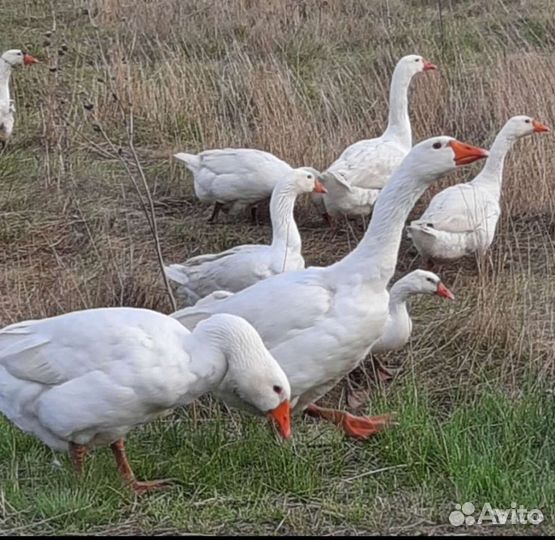 Гуси Мамут Датский