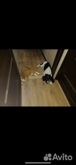 Русский спаниель