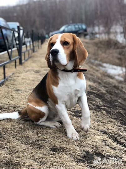 Бигль вязка