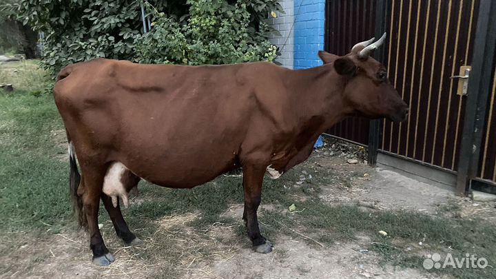 Корова дойная