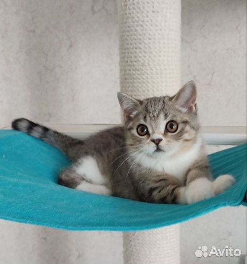 Скоттиш страйт котята
