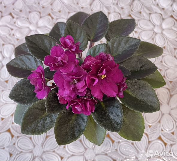 Jolli Fireball, Н-Дюймовочка