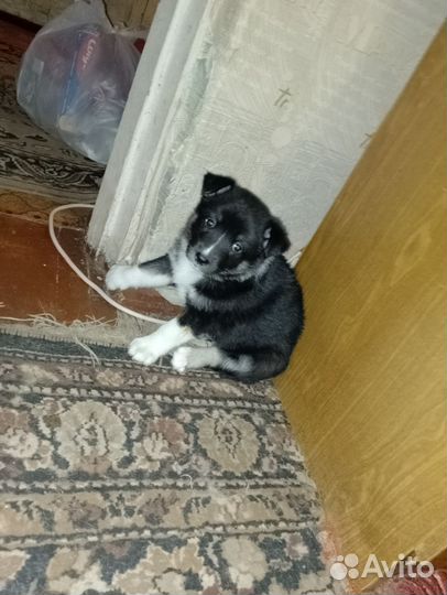 Щенки лайки