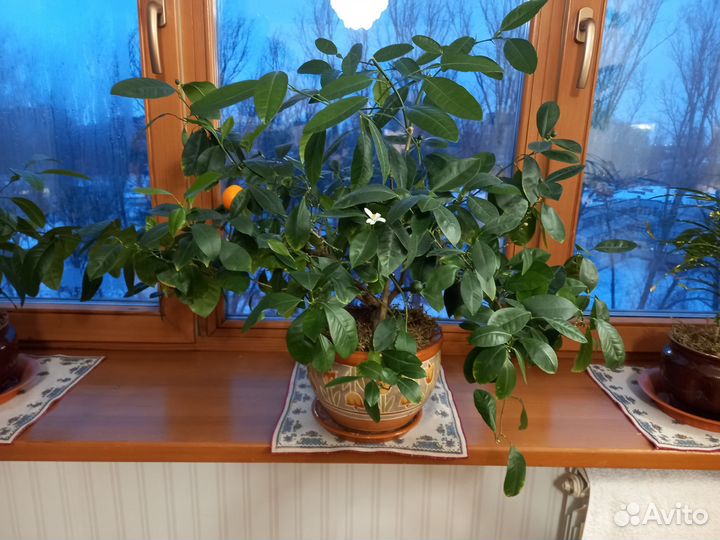 Каламондин (укоренённые черенки)