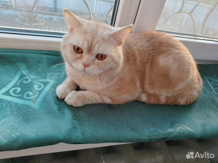 Шотландская