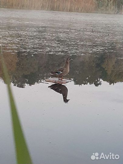 Подсадные утки, охота с манной(круговой) уткой