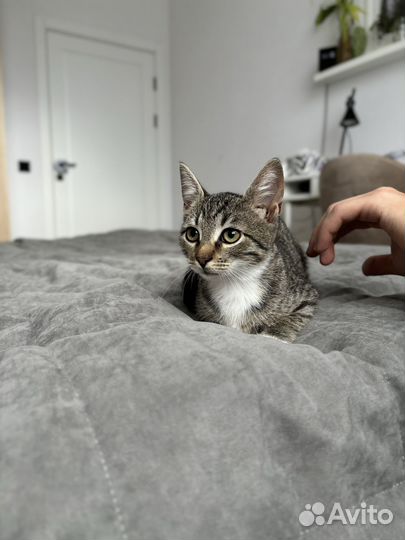 Котенок девочка