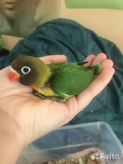 Неразлучники фишера, маска, синие, розовощекие