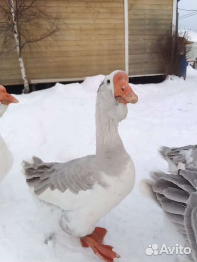 Гуси холмагоры инкуб. Яйцо