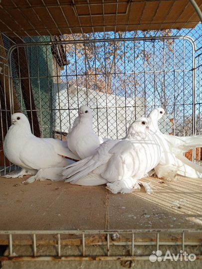 Птицы голубь