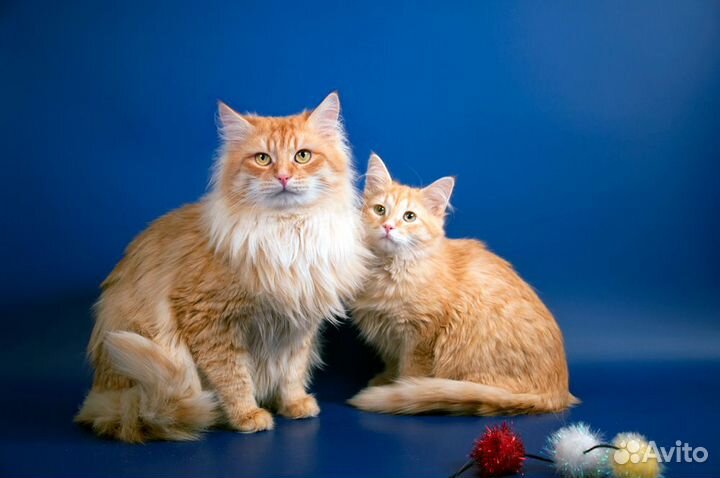 Очаровательные сибирские котята