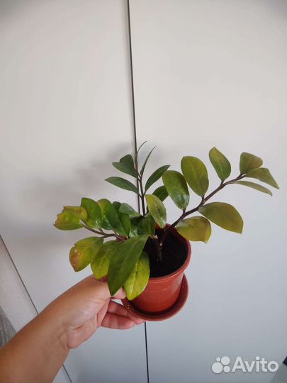 Замиокулькас