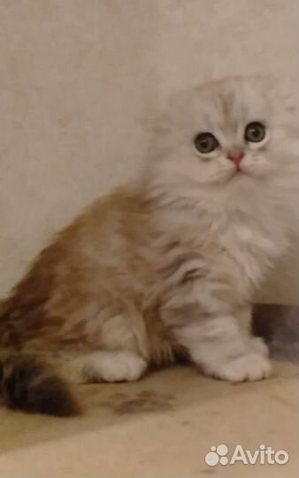 Шотландский хайленд фолд мальчик