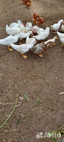 Продам индоутят