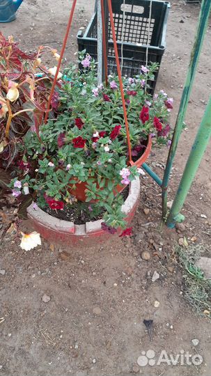 Цветы уличные