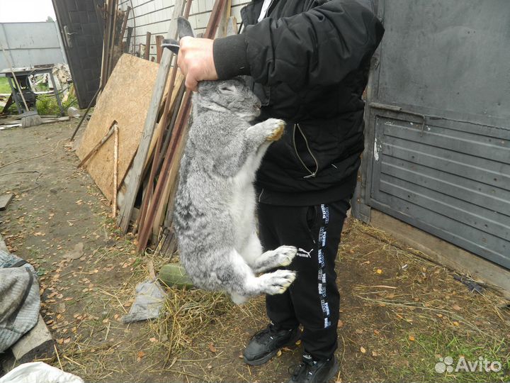 Продам кроликов