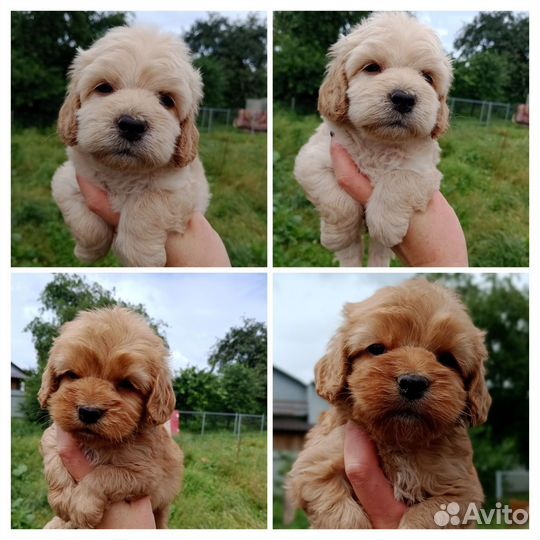 Пудель Кокапу мини