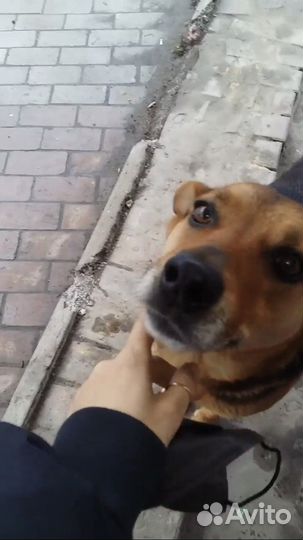 Собака в добрые руки