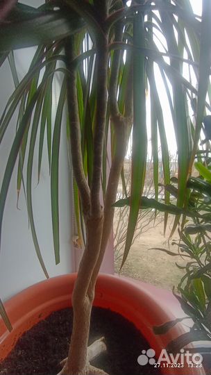 Пальма драцена