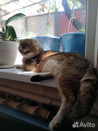 Британский кот золотая шиншилла вязка