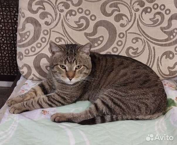 Кот в дар