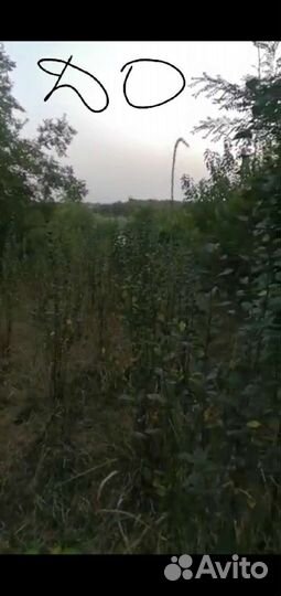Спил деревьев, вывоз мусора