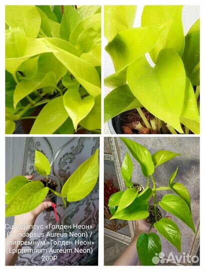 Сциндапсус, эпипремнум