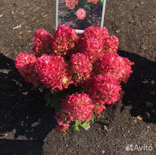 Гортензия Little Rosy