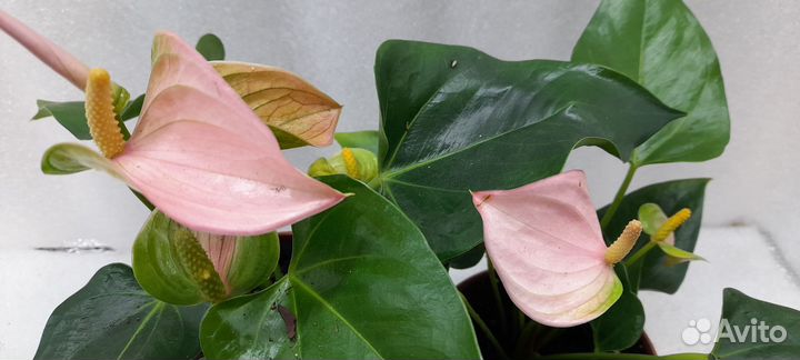 Антуриум красный. Спирит. Ванила. Джоли. Оранж