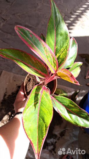 Аглаонема комнатные цветы