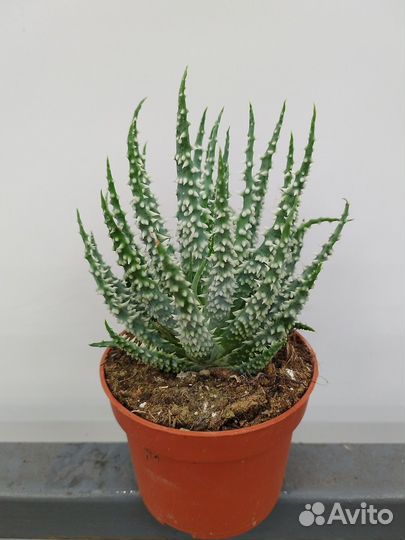 Алоэ Хумилис Шарк