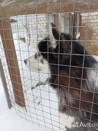 Домашние животные бесплатно собака Маламут
